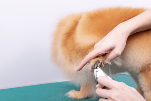 Trimming your dog's nails includes cutting off the ends of the nails